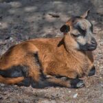 Beloved South Philadelphia Meat Supplier Shuts Doors After 79 Years