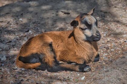 Beloved South Philadelphia Meat Supplier Shuts Doors After 79 Years
