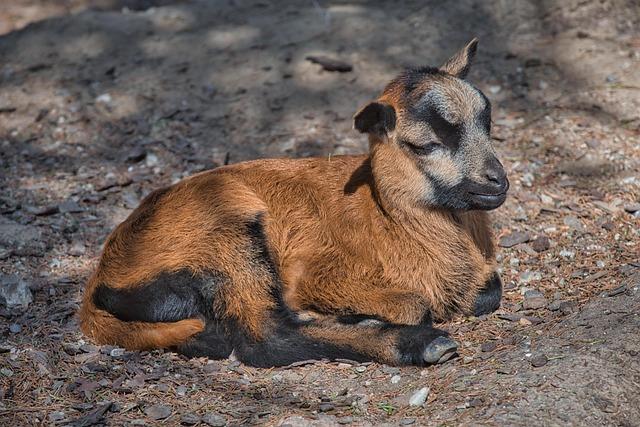 Beloved South Philadelphia Meat Supplier Shuts Doors After 79 Years