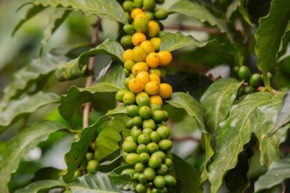 The IkoSystem: Jonathan Kuminga’s Two-Way Breakthrough and John Collins’ Steady Progress in Houston