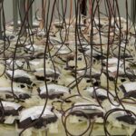 How Wealthy Influencers Are Transforming Universities Like Never Before