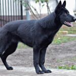 Farewell to the Beloved Chili Dog Stand: Texans Reminisce About These Iconic I-35 Favorites