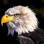 Black Friday Gets a Bold Twist as Eagles Sport All-Black Uniforms