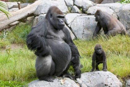 Watch a Gorilla Smash Through the Glass Viewing Platform in an Unbelievable Zoo Encounter!