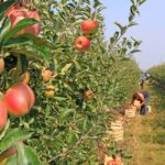 Explore Why Julian Orchard Is a Must-Visit Apple Picking Destination This Fall