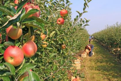 Explore Why Julian Orchard Is a Must-Visit Apple Picking Destination This Fall
