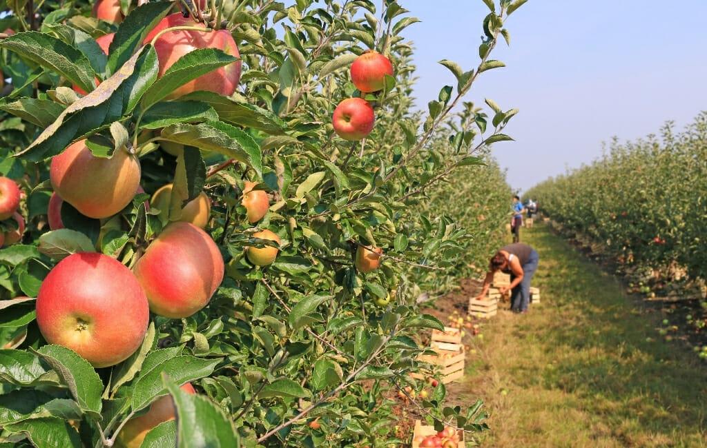 Explore Why Julian Orchard Is a Must-Visit Apple Picking Destination This Fall