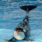 SeaWorld Entertainment, Inc. to be renamed after 60 years – Manistee News Advocate