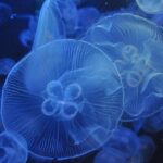 Uncover the Magic: Why Birch Aquarium Should Be on Your 2025 Travel List