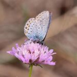 USACE contractor Mohannad Ali awarded Defense of Freedom medal – usace.army.mil