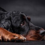 Gordon Ramsay Ignites San Diego with ‘MasterChef’ Filming at Hell’s Kitchen