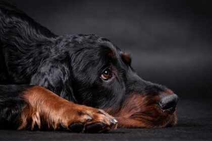 Gordon Ramsay Ignites San Diego with ‘MasterChef’ Filming at Hell’s Kitchen