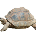 Zoo Mourns Beloved Giant Tortoise Who Lived Over 140 Years