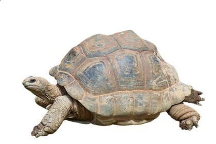 Zoo Mourns Beloved Giant Tortoise Who Lived Over 140 Years