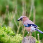 Dylan Cease Commits to Toronto Blue Jays with Huge 7-Year, 0M Deal, Declining Cubs’ Offer