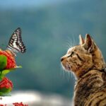 Padres Insider Reveals Exciting Update on Yu Darvish’s Comeback Timeline