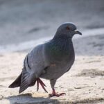 Two US National Guardsmen Injured in Washington, DC Shooting