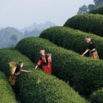 Tours and Merchandise: Explore Aviation Like an Insider