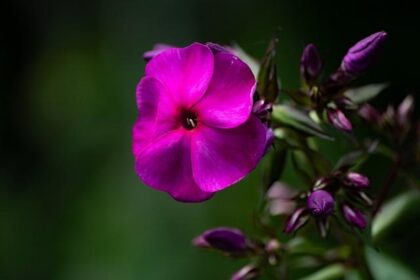 Commanders Reporter Nicki Jhabvala Jumps from Washington Post to The Athletic