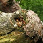 National Guard Member Sarah Beckstrom Dies After Washington DC Shooting