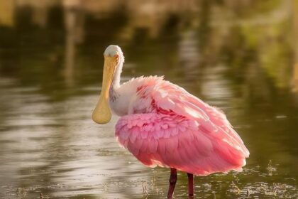 Trump Signs Bill to End Longest Government Shutdown in U.S. History