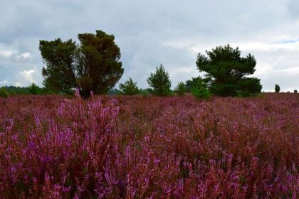 Erika Kirk Endorses J.D. Vance for President at Annual Turning Point USA Conference