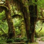 Catastrophic Flooding Triggers Mass Evacuations Across Washington State – What’s Next in the Forecast?