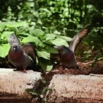 The Origins of the Bears-Packers Rivalry: Inside the NFL’s Oldest and Fiercest Showdown