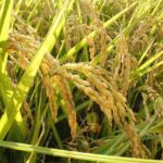 Arizona Bill to Reinstate Firing Squad Executions Gains Strong Support Amid Lethal Injection Worries