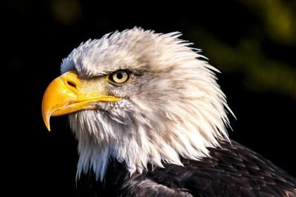 Here’s a more engaging version of the title without the source mention:

Why Philadelphia Eagles Fans Are the Most Passionate and Loyal in the NFL