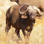 Discover Exciting Hands-On Family Fun at the Free KBR Kids Day at Buffalo Bayou Park!