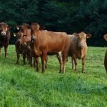 Congressional Committee Launches Investigation into Alleged Antisemitism in Philadelphia School District