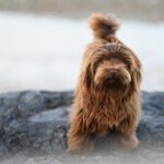 Legion of Valor Chapter Hosts Luncheon to Celebrate Outstanding Achievements