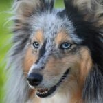 Which Dog Will Take Home Best in Show? National Dog Show Returns to the Philadelphia Area