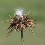 Historic Operation Shatters Records with Seizure of Over 400 Kilograms of Fentanyl