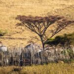 Is Rooney Mara Expecting Her Second Child with Joaquin Phoenix?
