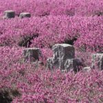 Erika Kirk Pays Touching Tribute to Husband Charlie: “I Will Never Let Your Legacy Die