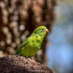 Government Shutdown Disrupts Veterans Day Ceremonies in San Antonio