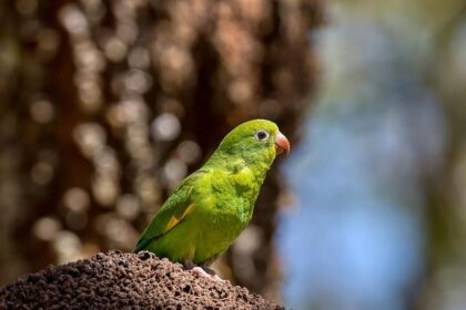 Government Shutdown Disrupts Veterans Day Ceremonies in San Antonio