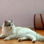 HISD Aims to Partner with Outside Pre-K Programs for Exciting Dual Enrollment Opportunity