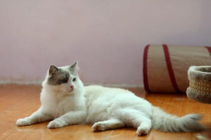 HISD Aims to Partner with Outside Pre-K Programs for Exciting Dual Enrollment Opportunity