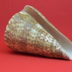 Inside Look: FEA President Andrew Spar Shares Insights on Education Policies