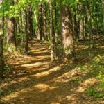 Former Suns Guard Uncovers Kevin Durant’s Honest Thoughts on the Team