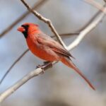 How to Watch and Stream the Exciting Texans vs. Cardinals Week 15 Showdown