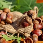 Man Shot in Philadelphia’s East Oak Lane Neighborhood: Police Launch Investigation