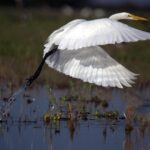 JetBlue Flight Near Venezuela Narrowly Avoids Midair Collision with US Air Force Tanker