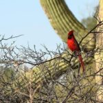 Cardinals Struggle to Contain Texans in Tough Loss on the Road