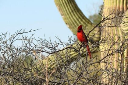 Cardinals Struggle to Contain Texans in Tough Loss on the Road
