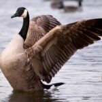 Canadians Experience Intense Heatwave During Stunning Phoenix Sunrise