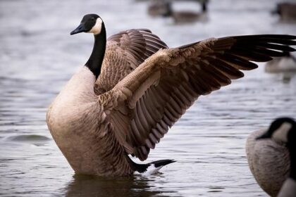 Canadians Experience Intense Heatwave During Stunning Phoenix Sunrise